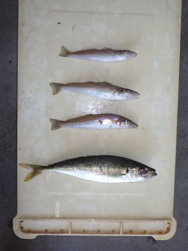 SampleImage01